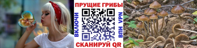 Галлюциногенные грибы Psilocybe  нарко площадка наркотические препараты  Суоярви 